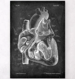 Dissected heart anatomy II - Chalkboard