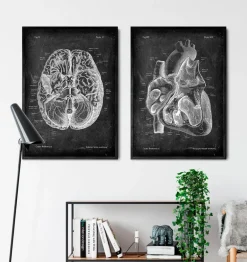 Dissected heart anatomy II - Chalkboard