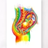 Foetus in utero - Aquarelle