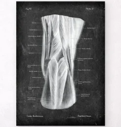 Fosse poplitée - Chalkboard