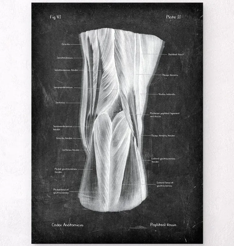 Fosse poplitée - Chalkboard