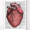 Heart anatomy II - Page du dictionnaire