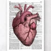 Heart anatomy III - Page du dictionnaire