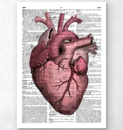 Heart anatomy III - Page du dictionnaire