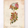 Hernie discale - Floral - Vintage