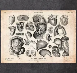 Illustrations d'anatomie humaine IV