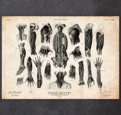 Illustrations d'anatomie humaine III