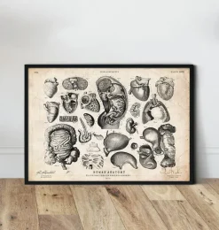 Illustrations d'anatomie humaine IV