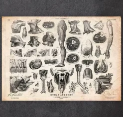 Illustrations de l'anatomie humaine II