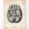 Impression d'anatomie cérébrale VI