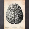 Impression d'anatomie cérébrale V