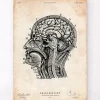 Impression d'anatomie cérébrale IV