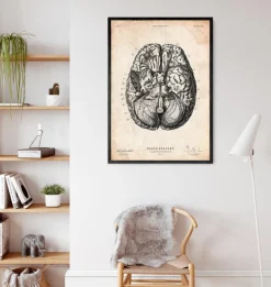 Impression d'anatomie cérébrale VI