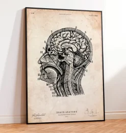 Impression d'anatomie cérébrale IV