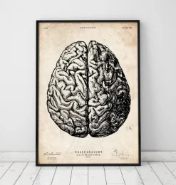 Impression d'anatomie cérébrale V
