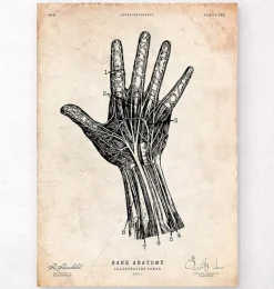 Impression d'anatomie de la main humaine IV