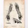 Impression d'anatomie de la main humaine III