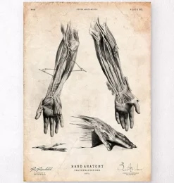 Impression d'anatomie de la main humaine III