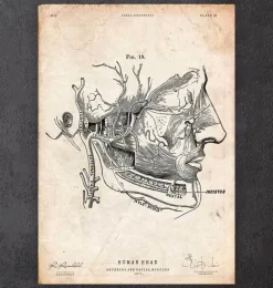 Impression d'anatomie des muscles faciaux
