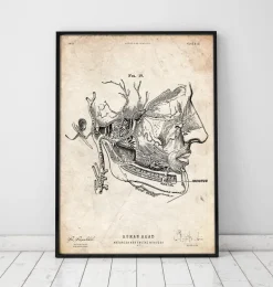Impression d'anatomie des muscles faciaux