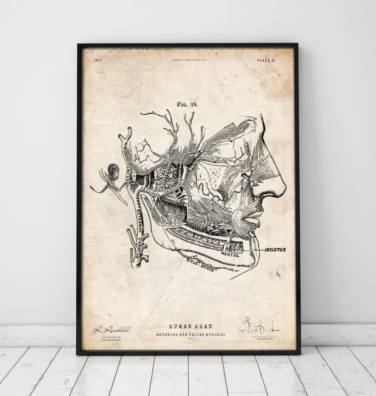 Impression d'anatomie des muscles faciaux