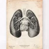 Impression d'anatomie pulmonaire II
