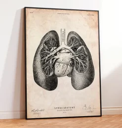 Impression d'anatomie pulmonaire II