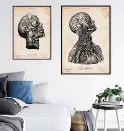 Impression d'anatomie tête VI