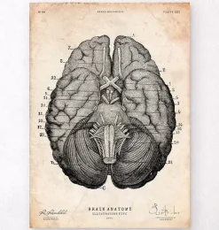 Impression d'art anatomie cérébrale VII
