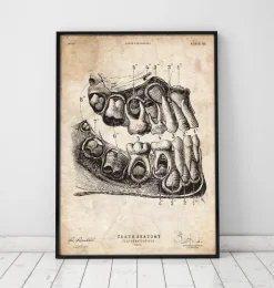 Impression d'art anatomie dentaire