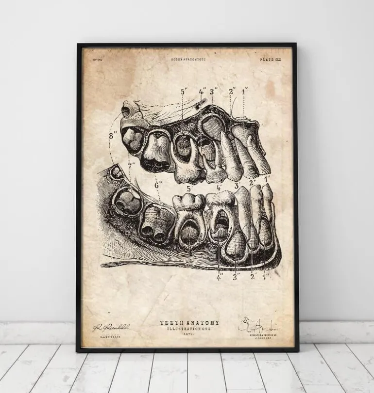 Impression d'art anatomie dentaire
