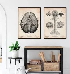 Impression d'art anatomie cérébrale VII