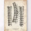 Imprimé anatomie de la colonne vertébrale