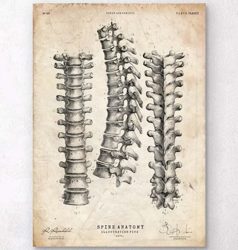 Imprimé anatomie de la colonne vertébrale