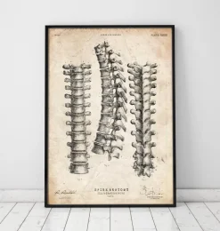 Imprimé anatomie de la colonne vertébrale