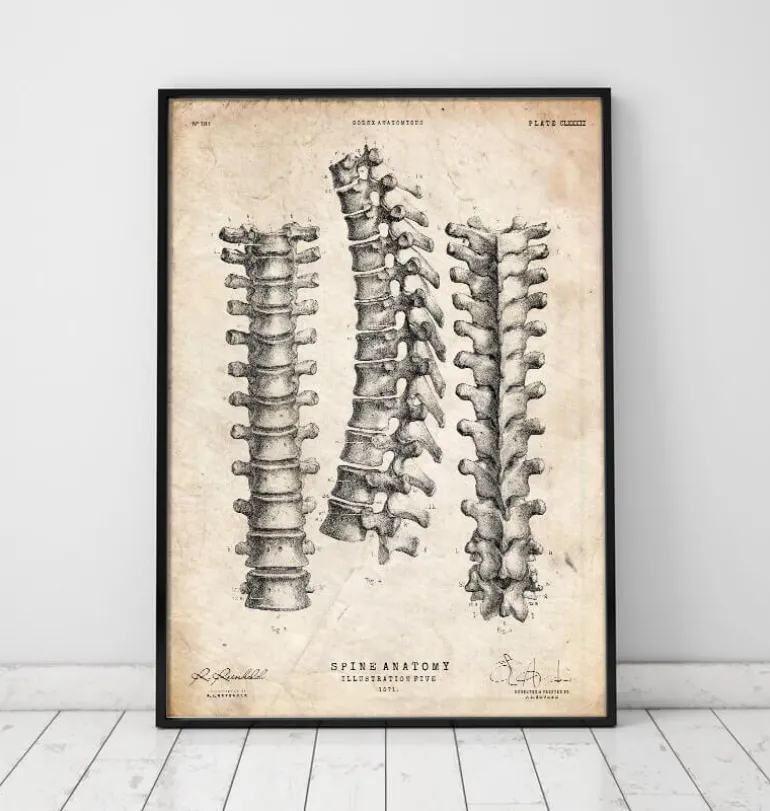 Imprimé anatomie de la colonne vertébrale