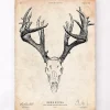 Imprimé crâne de cerf
