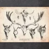 Imprimé tête de mort cerf et orignal