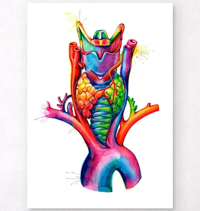 Larynx, thyroïde et aorte - aquarelle