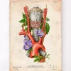 Larynx, thyroïde et aorte - Vieux papiers