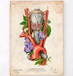 Larynx, thyroïde et aorte - Vieux papiers