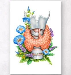 Larynx, thyroïde et aorte - Aquarelle - Blanc