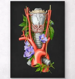 Larynx, thyroïde et aorte - Aquarelle - Noir