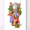 Larynx, thyroïde et aorte - Aquarelle - Blanc