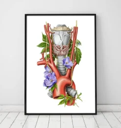 Larynx, thyroïde et aorte - Aquarelle - Blanc