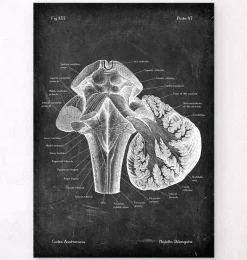 Medulla oblongata - Chalkboard