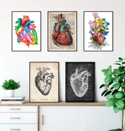 Mix d'anatomie cardiaque - Lot de 5