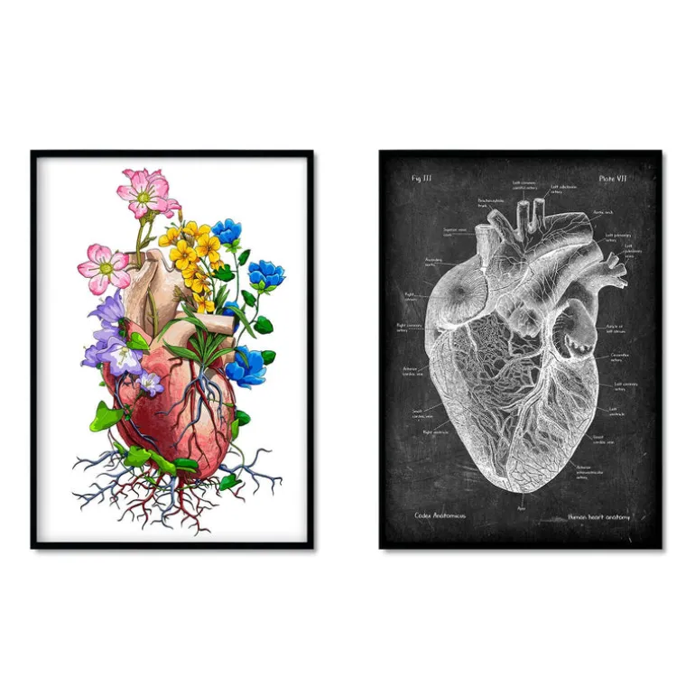 Mix d'anatomie cardiaque - Lot de 5