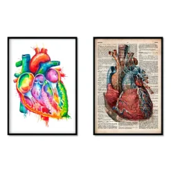 Mix d'anatomie cardiaque - Lot de 5