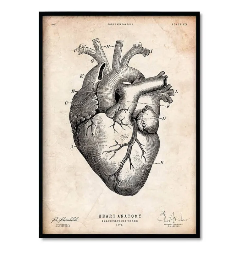 Mix d'anatomie cardiaque - Lot de 5
